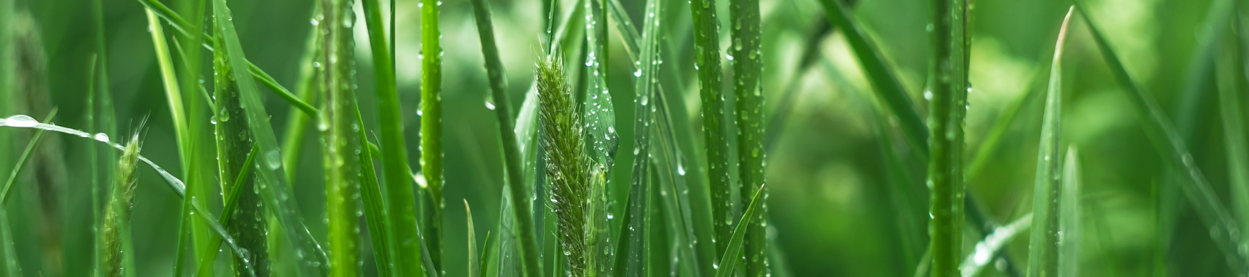 Grass Banner Image